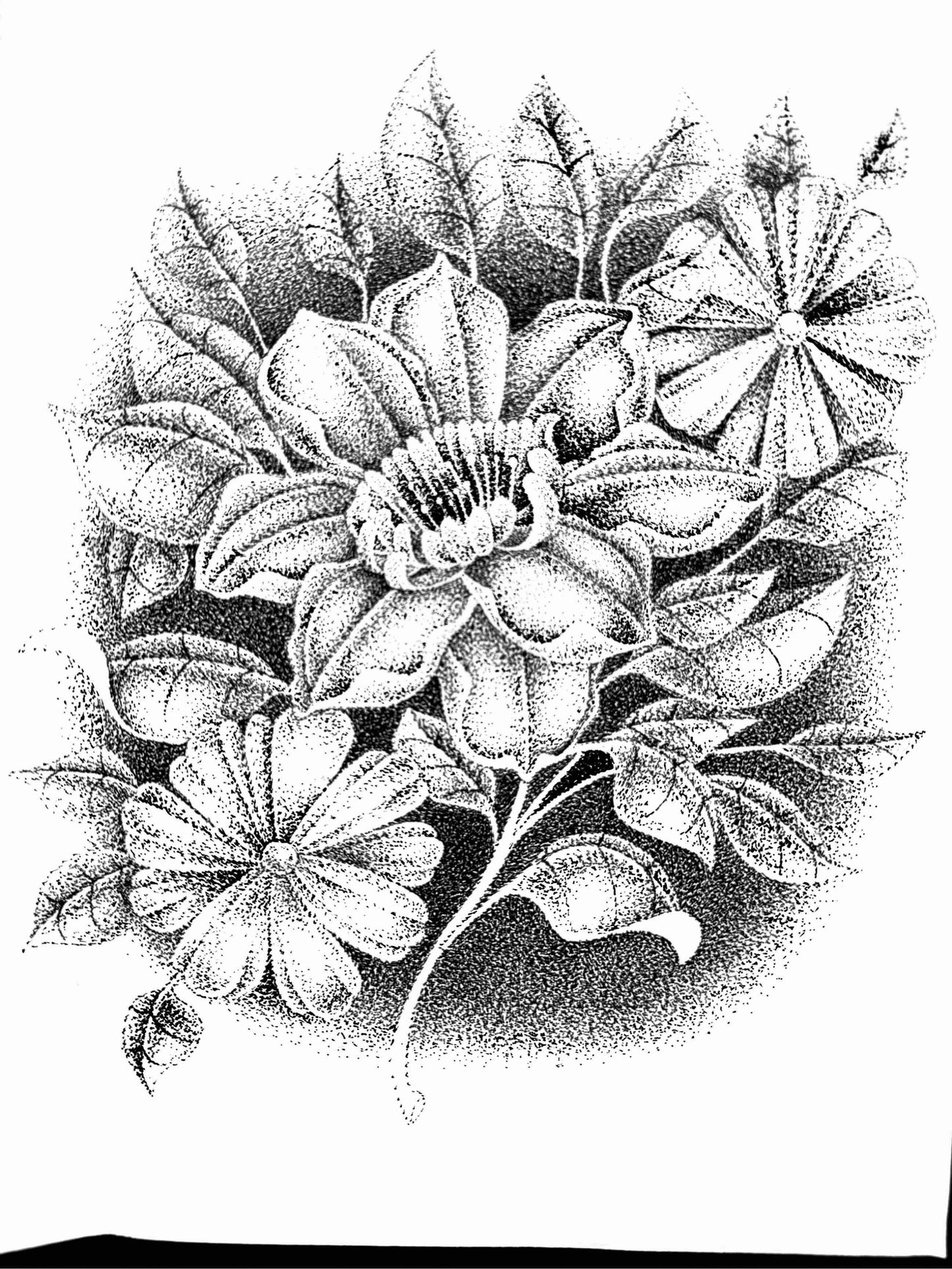 *Petal to the Metal* Art by Albert Dawson