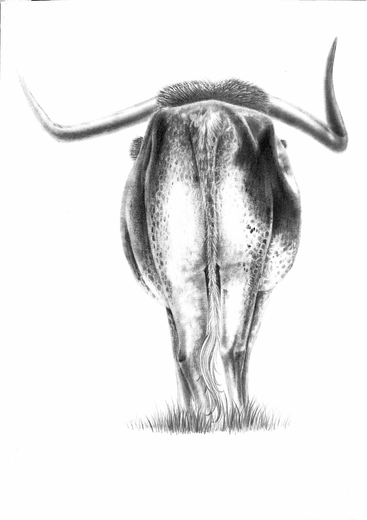 *Longhorn Legacy* Art by Albert Dawson