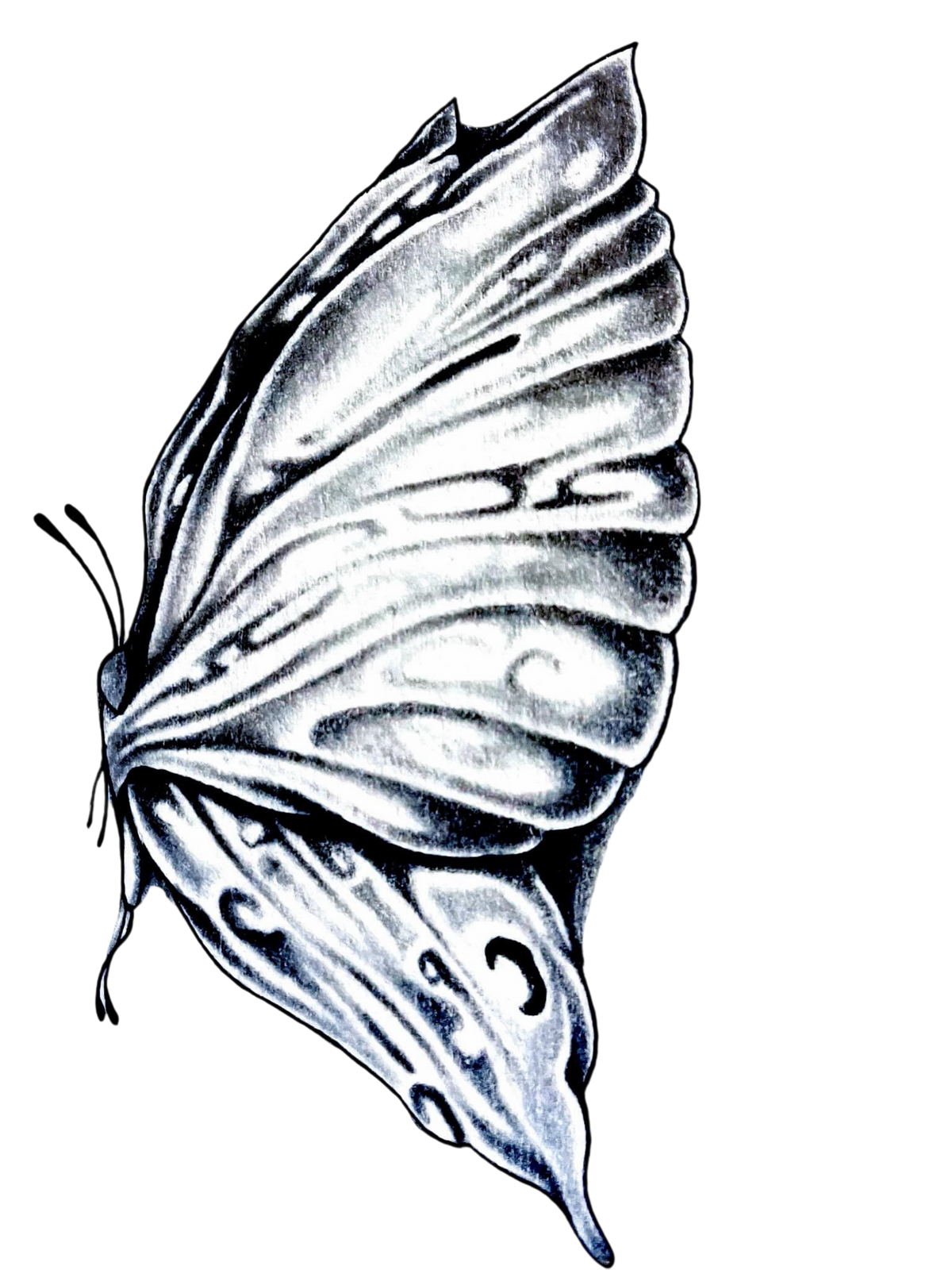 *Butterfly kisses* Art by Jason Burkhart